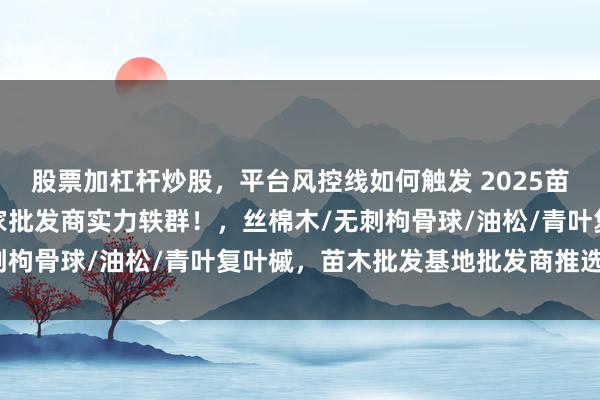股票加杠杆炒股，平台风控线如何触发 2025苗木批发基地精选，这几家批发商实力轶群！，丝棉木/无刺枸骨球/油松/青叶复叶槭，苗木批发基地批发商推选分析